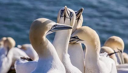 爱游戏 电竞-摩洛哥队在巴黎奥运会男足比赛中多次通过快速反击得分，摩洛哥男足世界排名