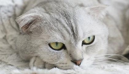 AYX GAME-职业运动员退役后就业支持政策调研，职业运动员退役后从事什么