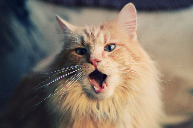 “中超俱乐部青训合作项目获国家重点扶持”，中超青训大户