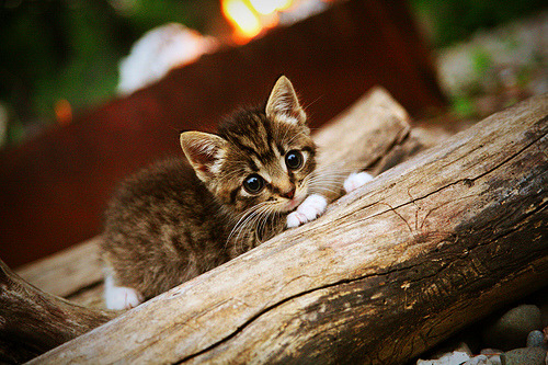 【女子棒球】女选手们在赛场上的突破,女棒球员