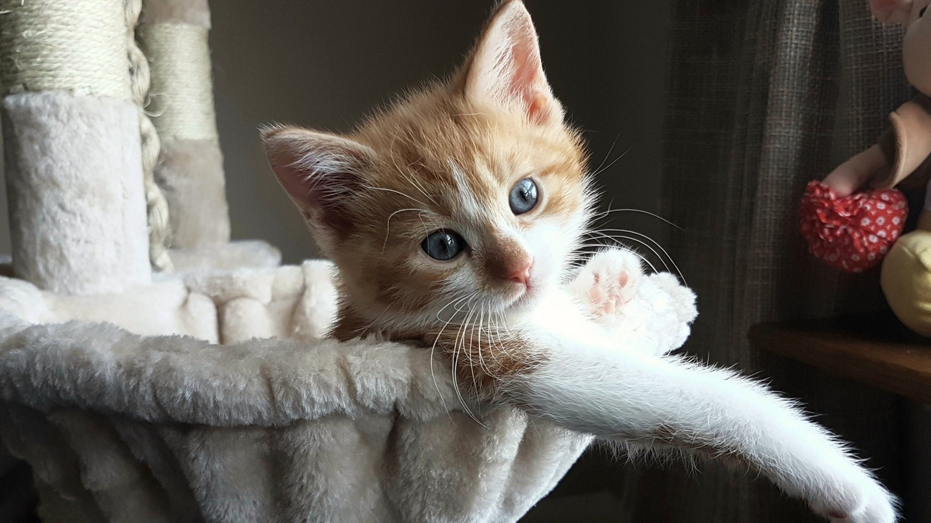 中国足球创新联盟成立,推动行业全面发展,中国足球联合会