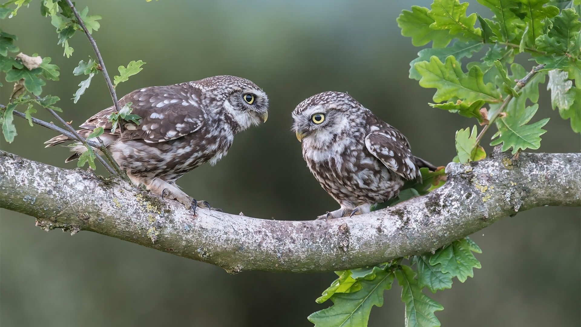 史上最精彩的季后赛瞬间有哪些?,季后赛出场时间