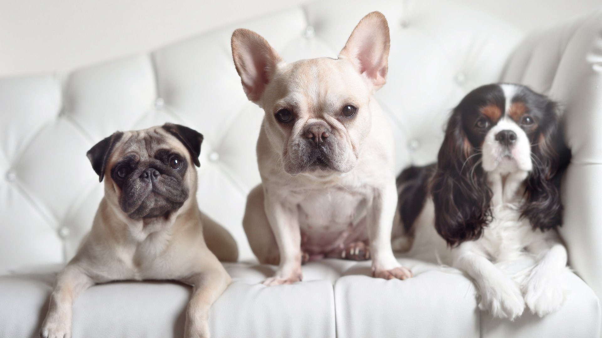 爱游戏体育APP下载-比利时骑手吉尔·托马斯在2024年国际马术联合会障碍赛世界巡回赛中以“Bella”马匹获得个人第六名，表现出色。