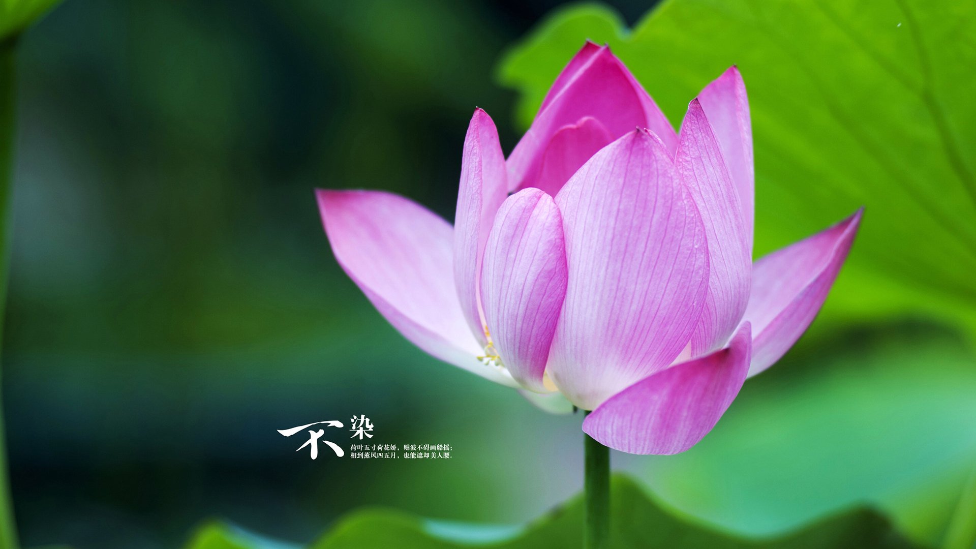 比利时马术协会推出马术运动员职业发展规划，促进人才培养。，比利时马犬介绍资料