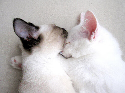 球场“坚若磐石”:最难攻破的后防线揭秘