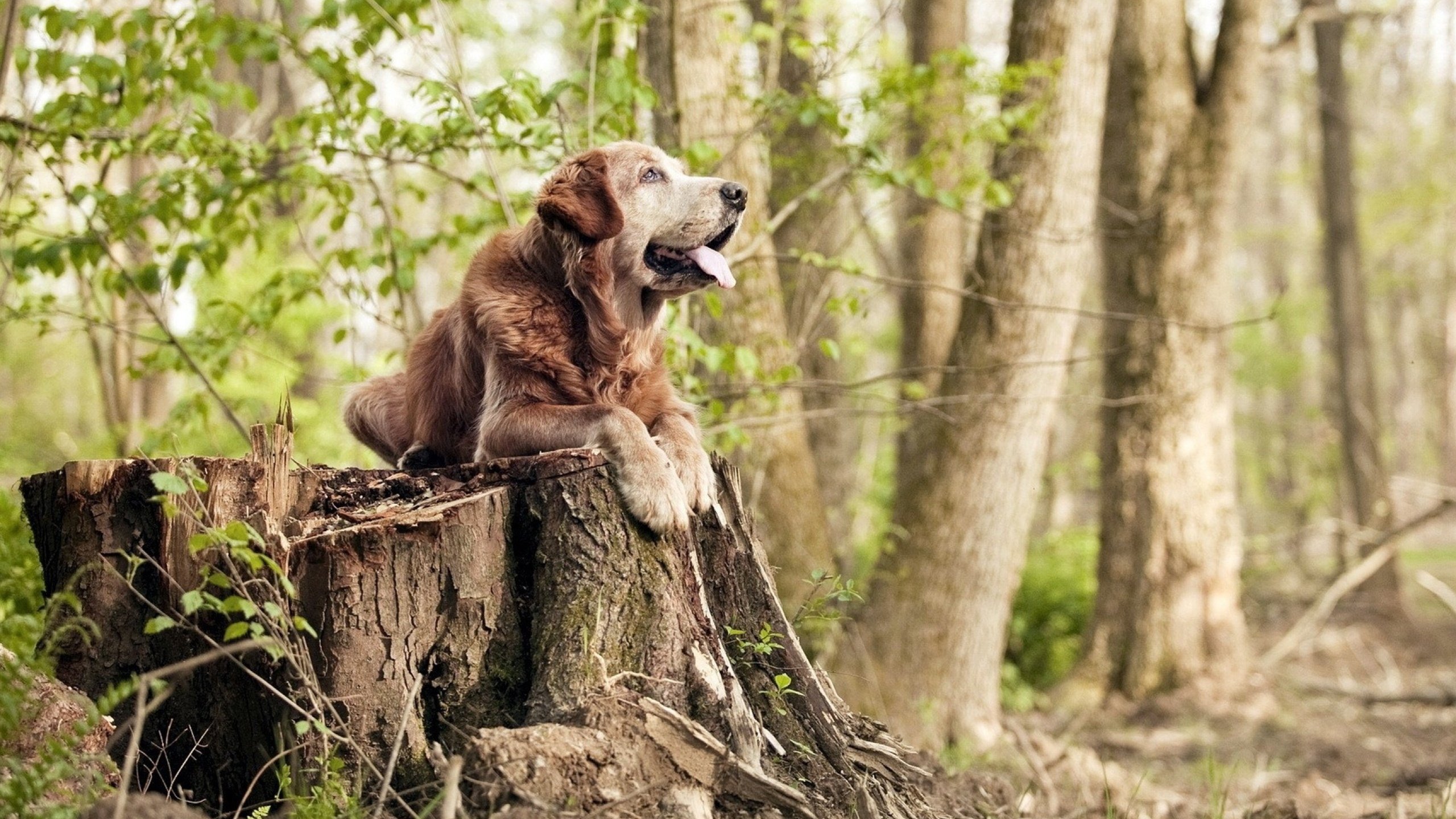 西汉姆联门将神勇，力助球队稳固前列，西汉姆联的球员
