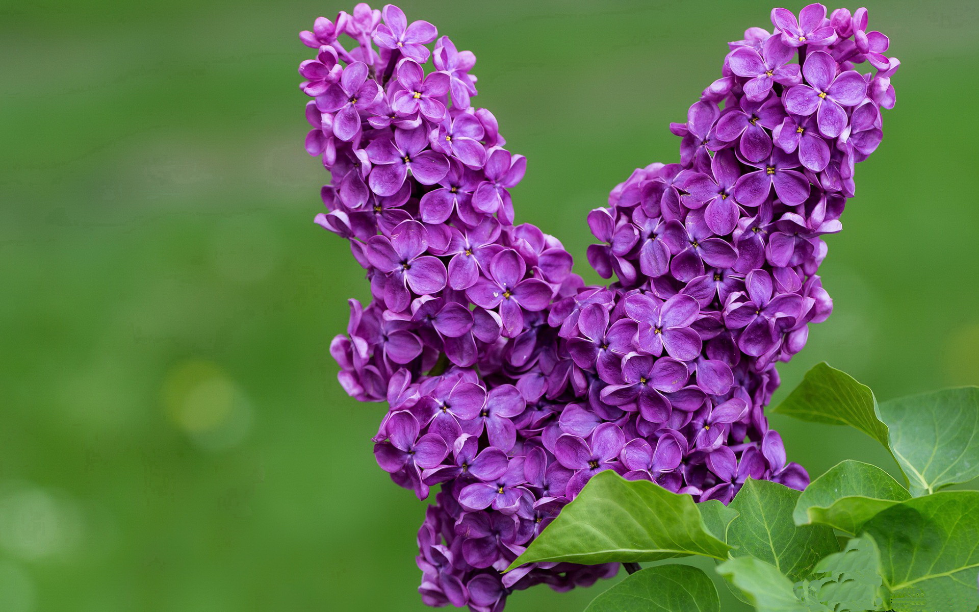 西甲“天价转会”再现，市场活跃度提升，西甲转会最新全一览