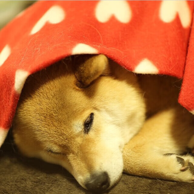 PSG.LGD转会期引援动向,lgd是psg赞助的