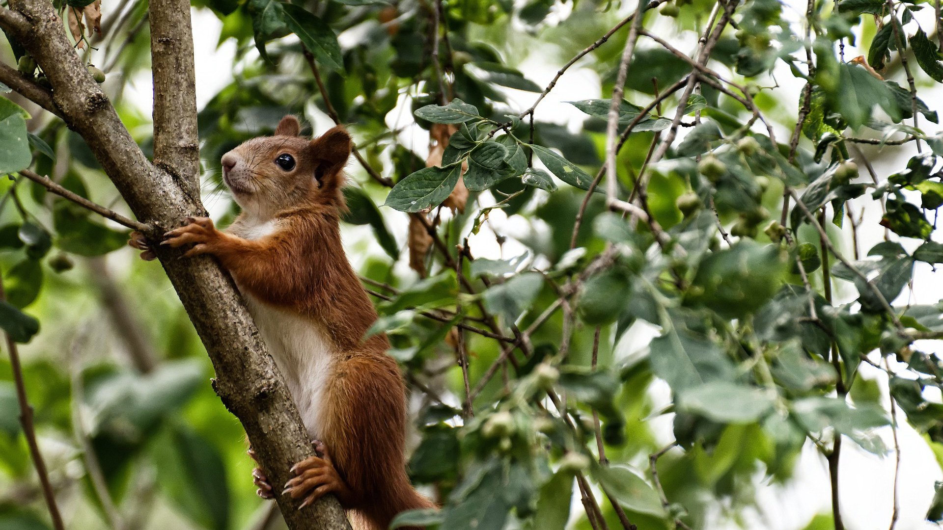 塞尔维亚主场告捷，晋级形势乐观，塞尔维亚第几个入场