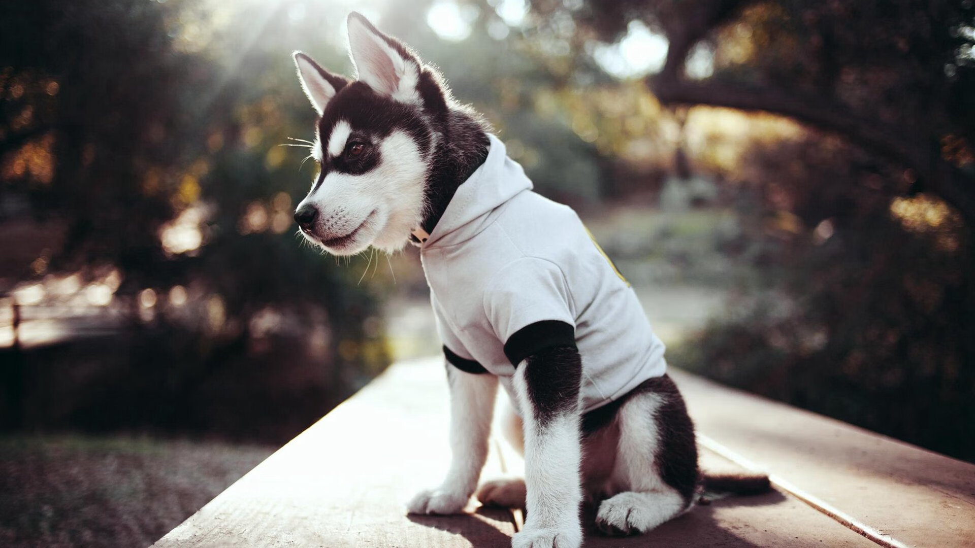 步行者力克太阳,季后赛首轮中哈利伯顿三分雨不断,哈利伯顿nba