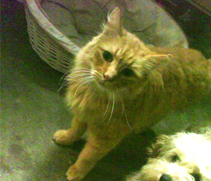 王牌队主场表现强势，王牌队主场表现强势的球员