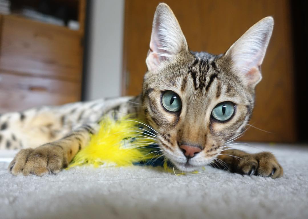 中国女篮全力冲刺国际大赛备战周期,中国女篮国际比赛