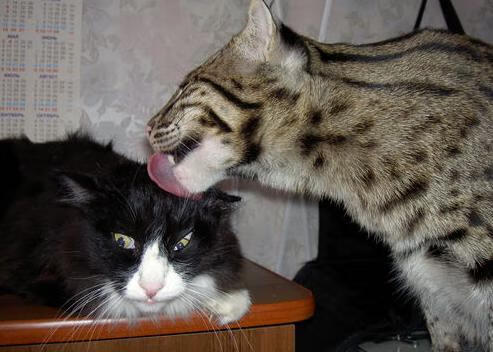 中国女篮核心球员表现突出，中国女篮核心球员表现突出