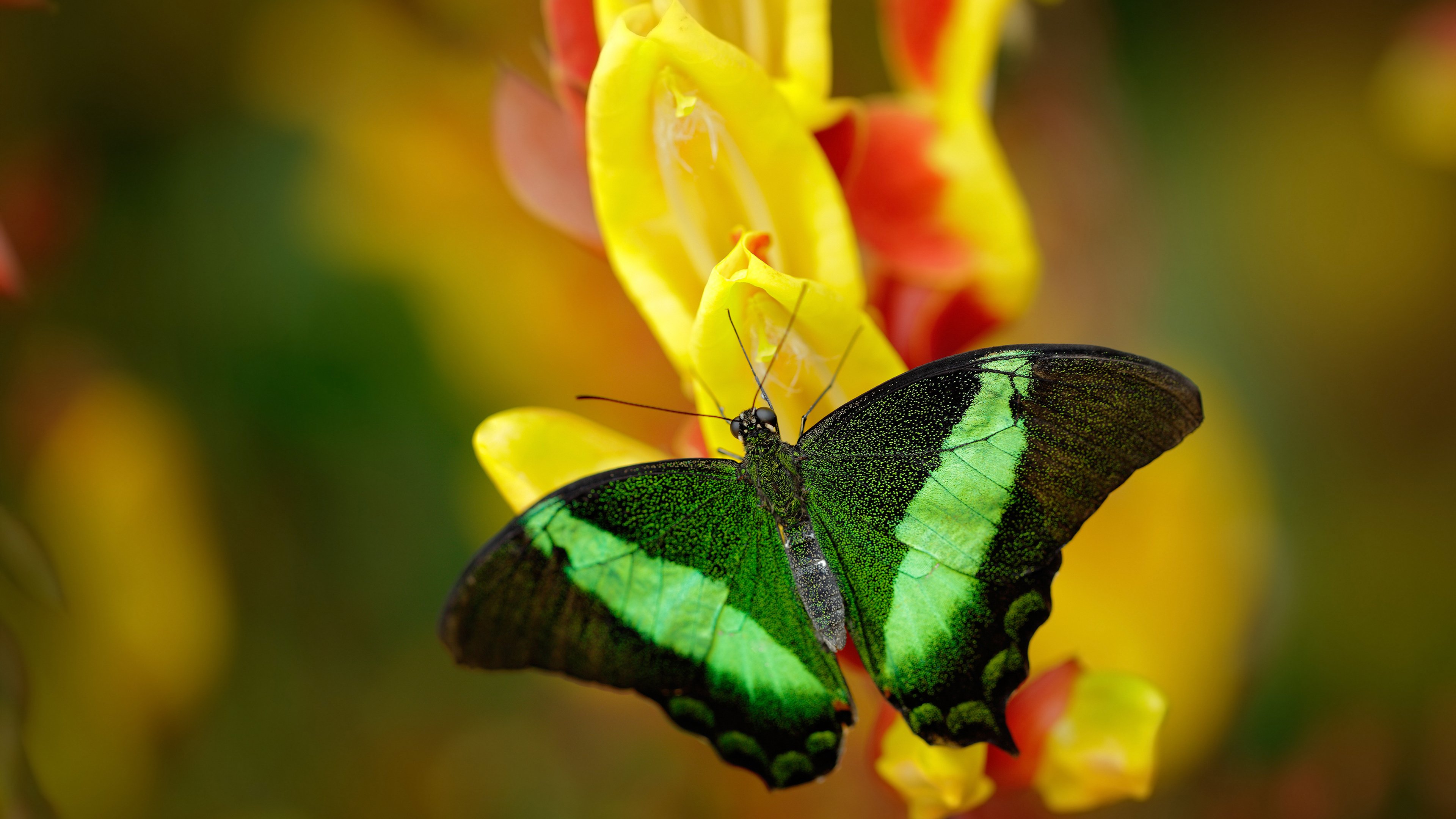 五大联赛是否提升替补登场后十五分钟关键贡献占比,五大联赛落幕