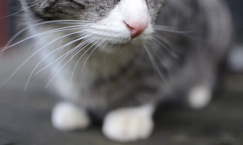 五大联赛是否提升替补登场后十五分钟关键贡献占比,五大联赛落幕