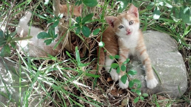 女子短自项目稳扎稳打，女子短跑训练方法