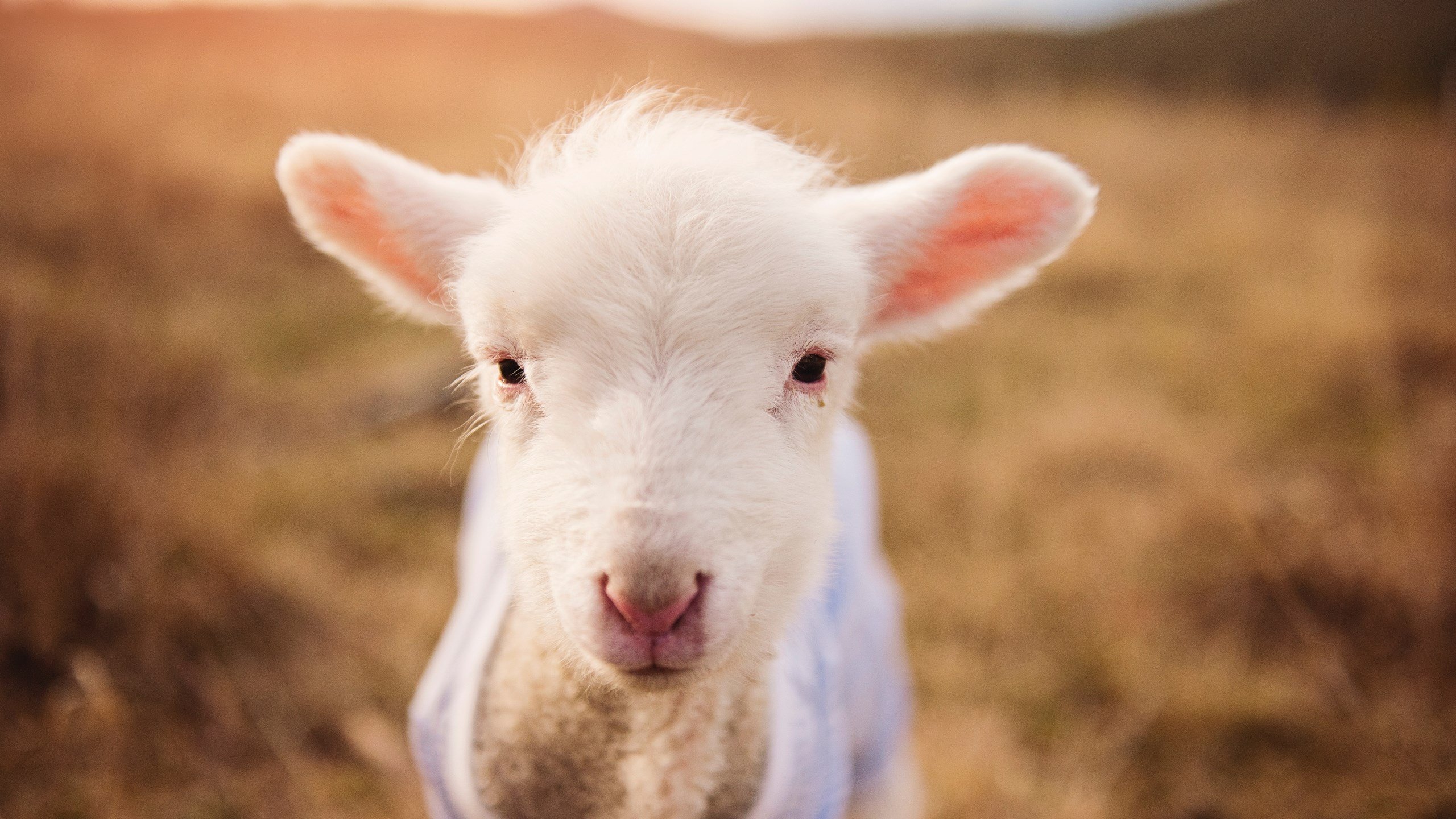 乌干达男篮在非洲预赛中拼搏奋战,追求奥运梦想实现,乌干达篮球比赛