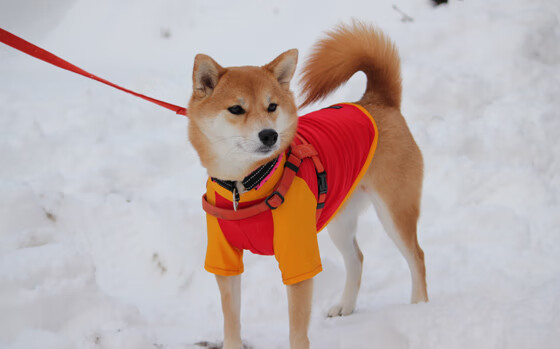 巴西队在南美预赛中领先,出线几无悬念