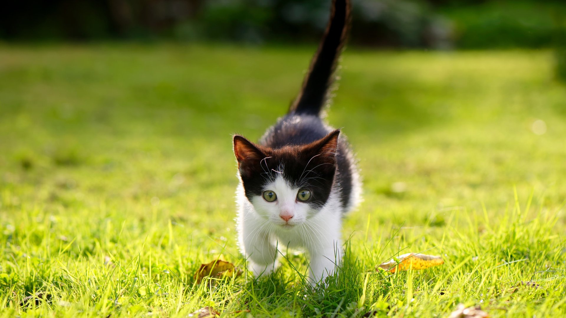 拜仁慕尼黑高歌猛进,德甲领跑形势稳定